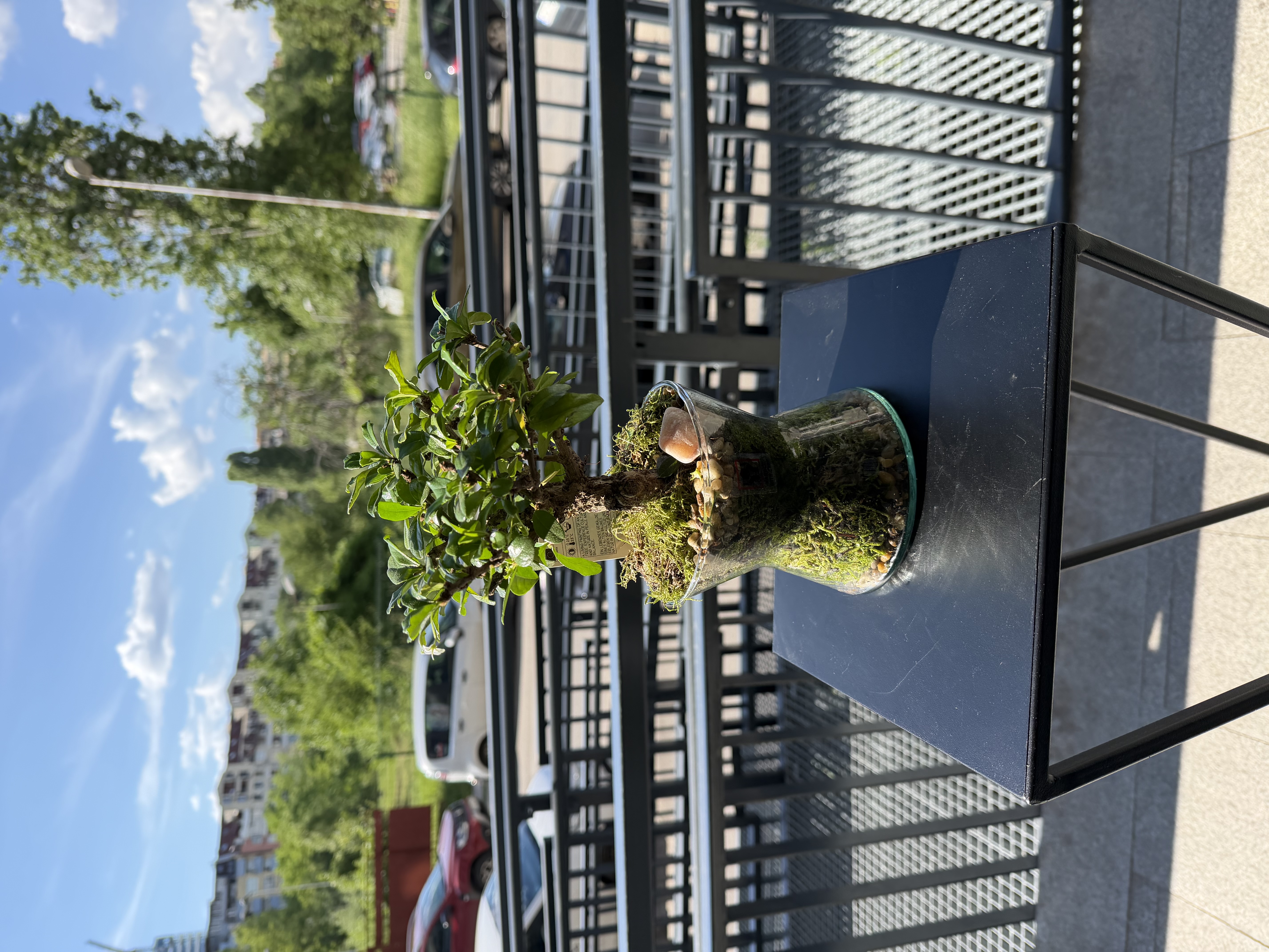 Bonsai in Glass – Green Universe — снимка 2