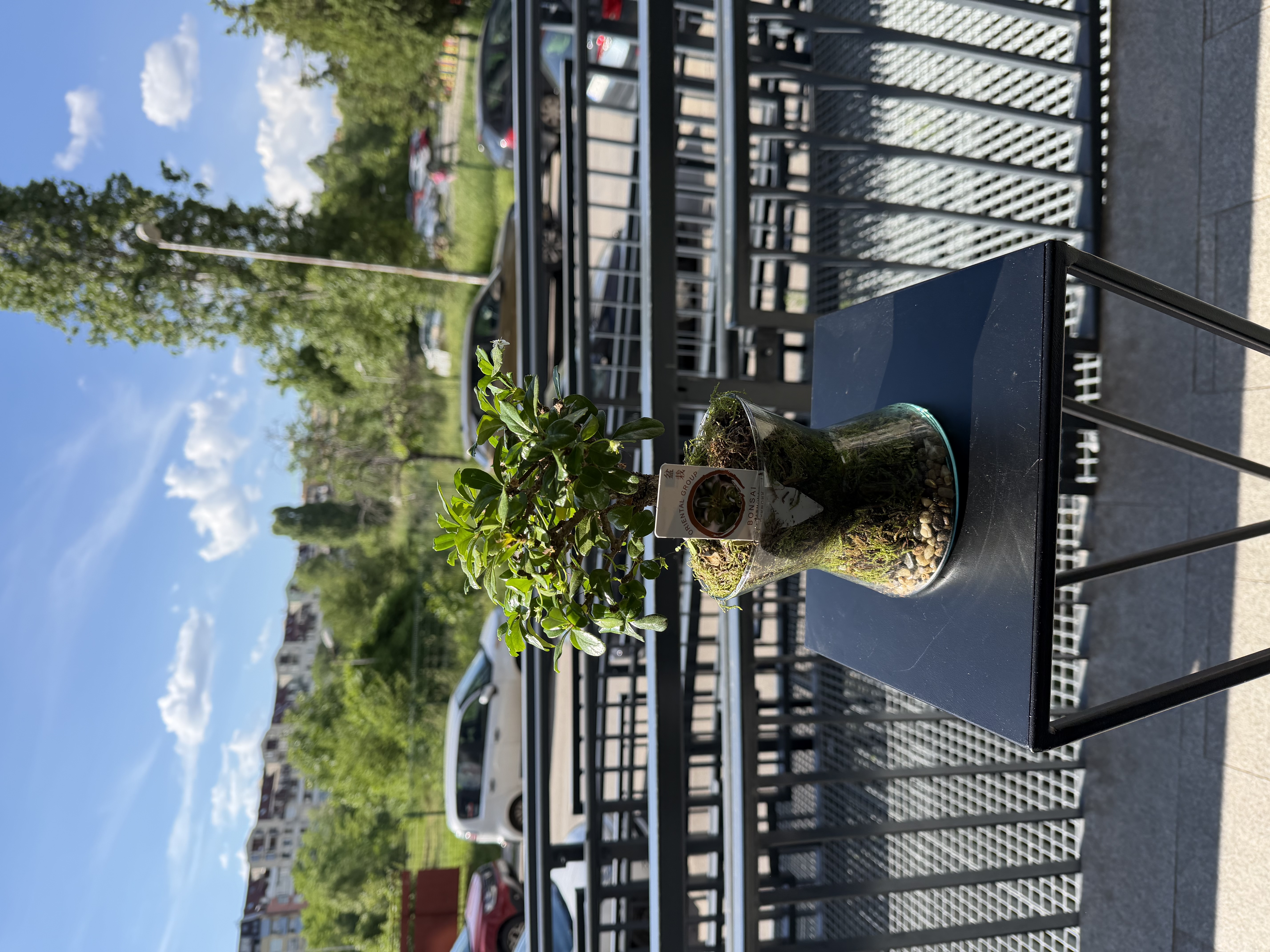 Bonsai in Glass – Green Universe