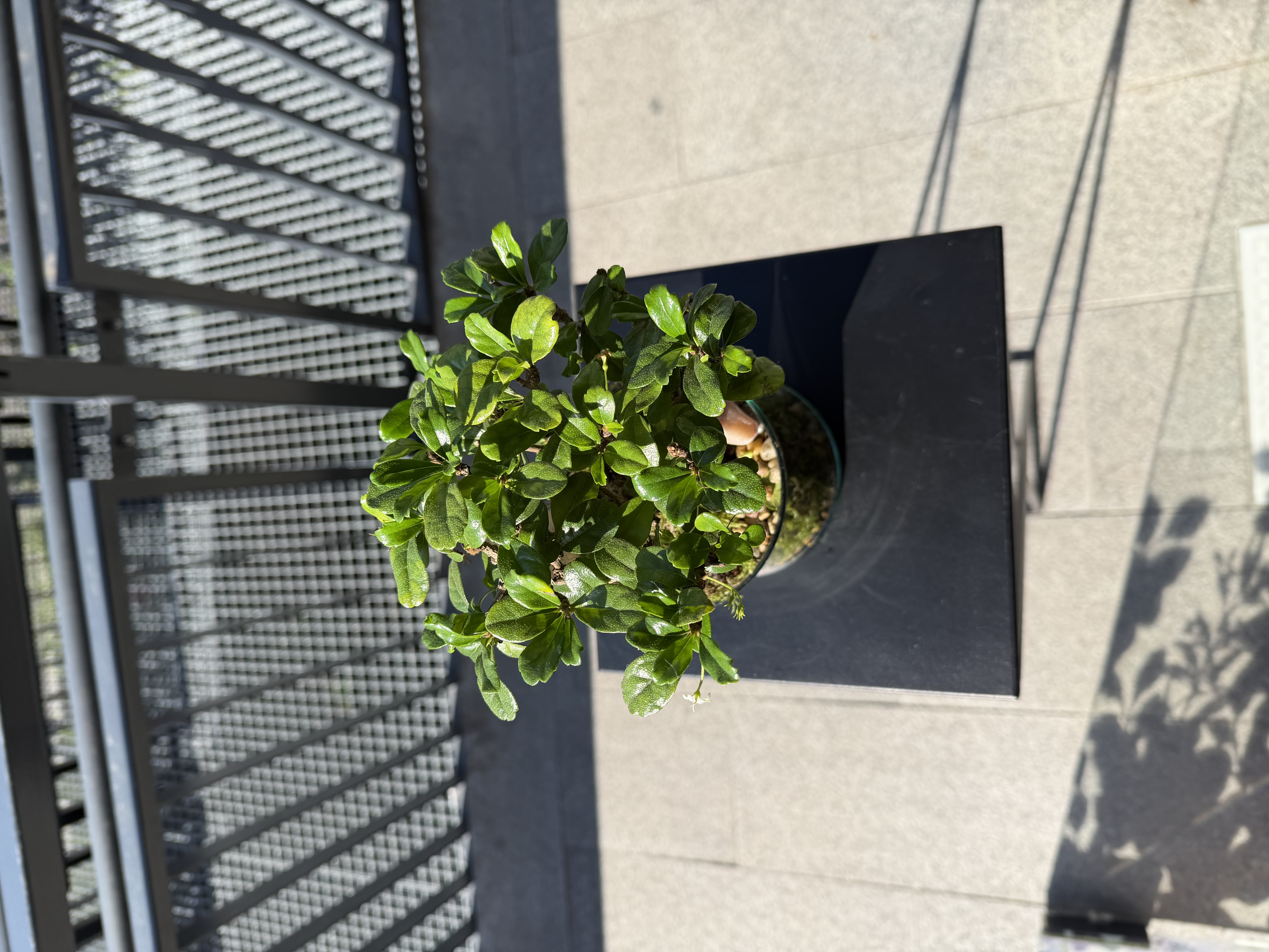 Bonsai in Glass – Green Universe — снимка 3