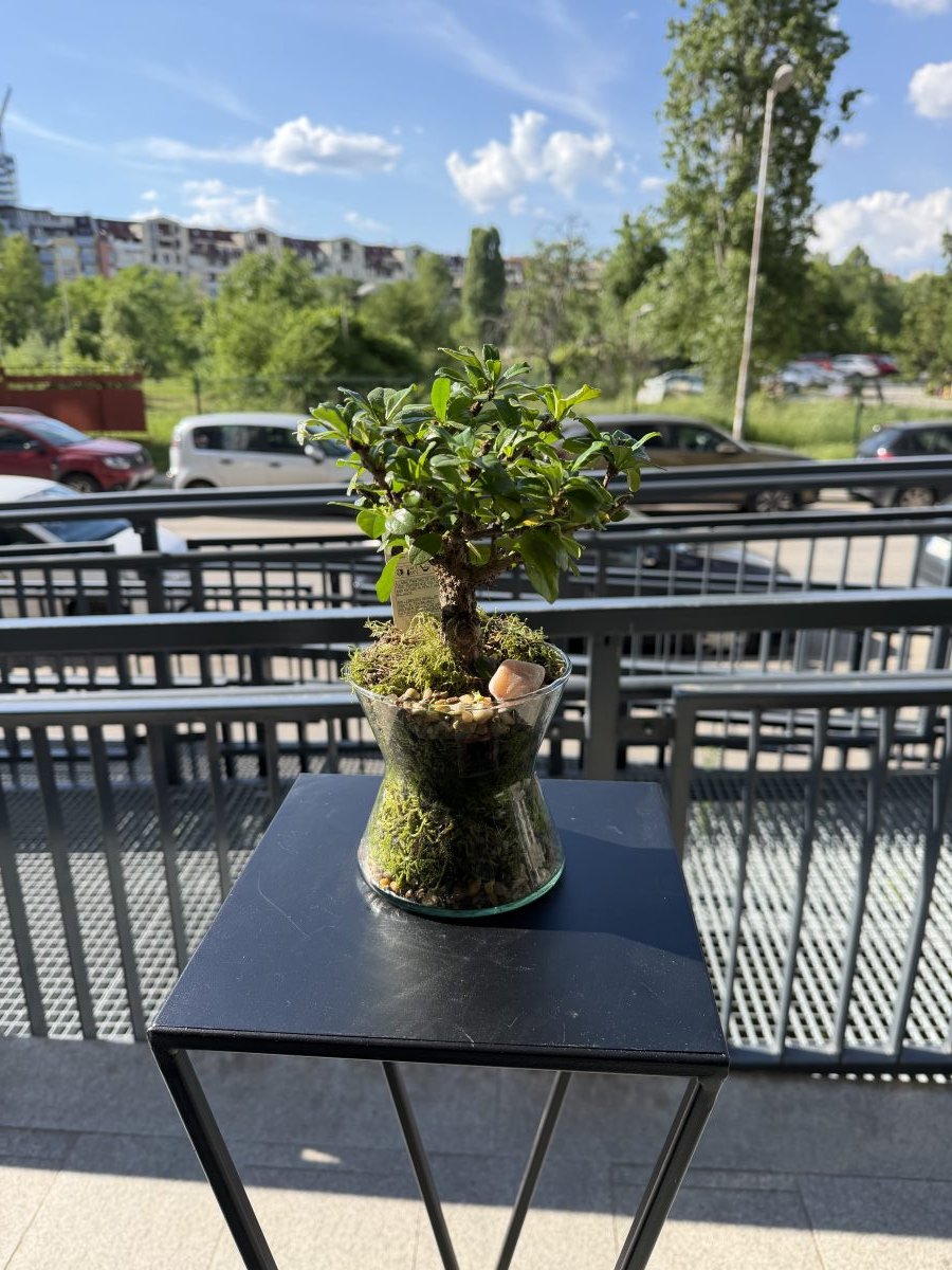 Bonsai in Glass – Green Universe — снимка 2