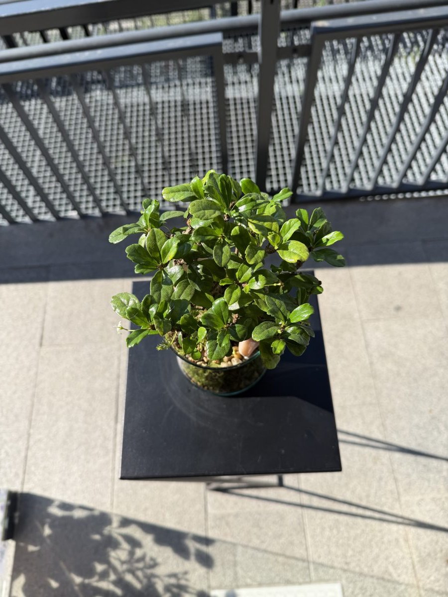 Bonsai in Glass – Green Universe — снимка 3