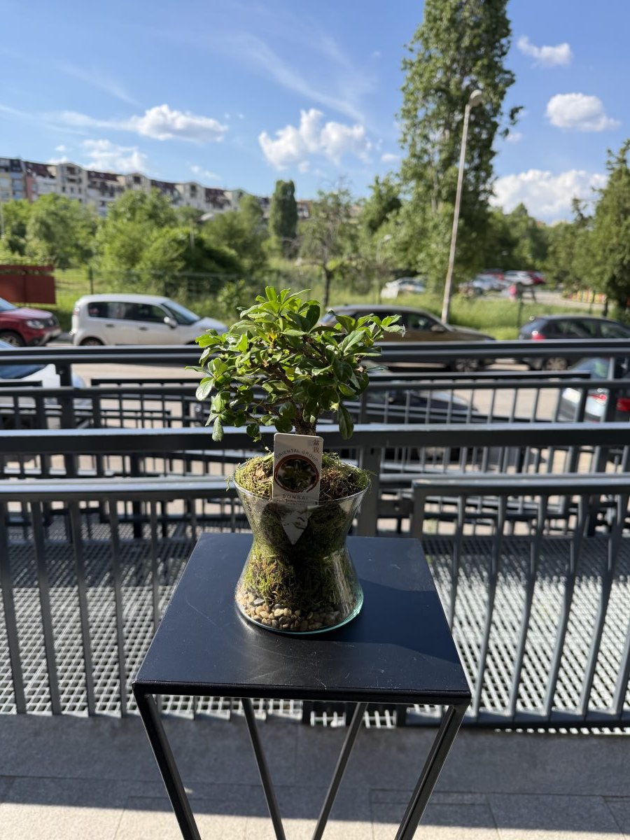 Bonsai in Glass – Green Universe