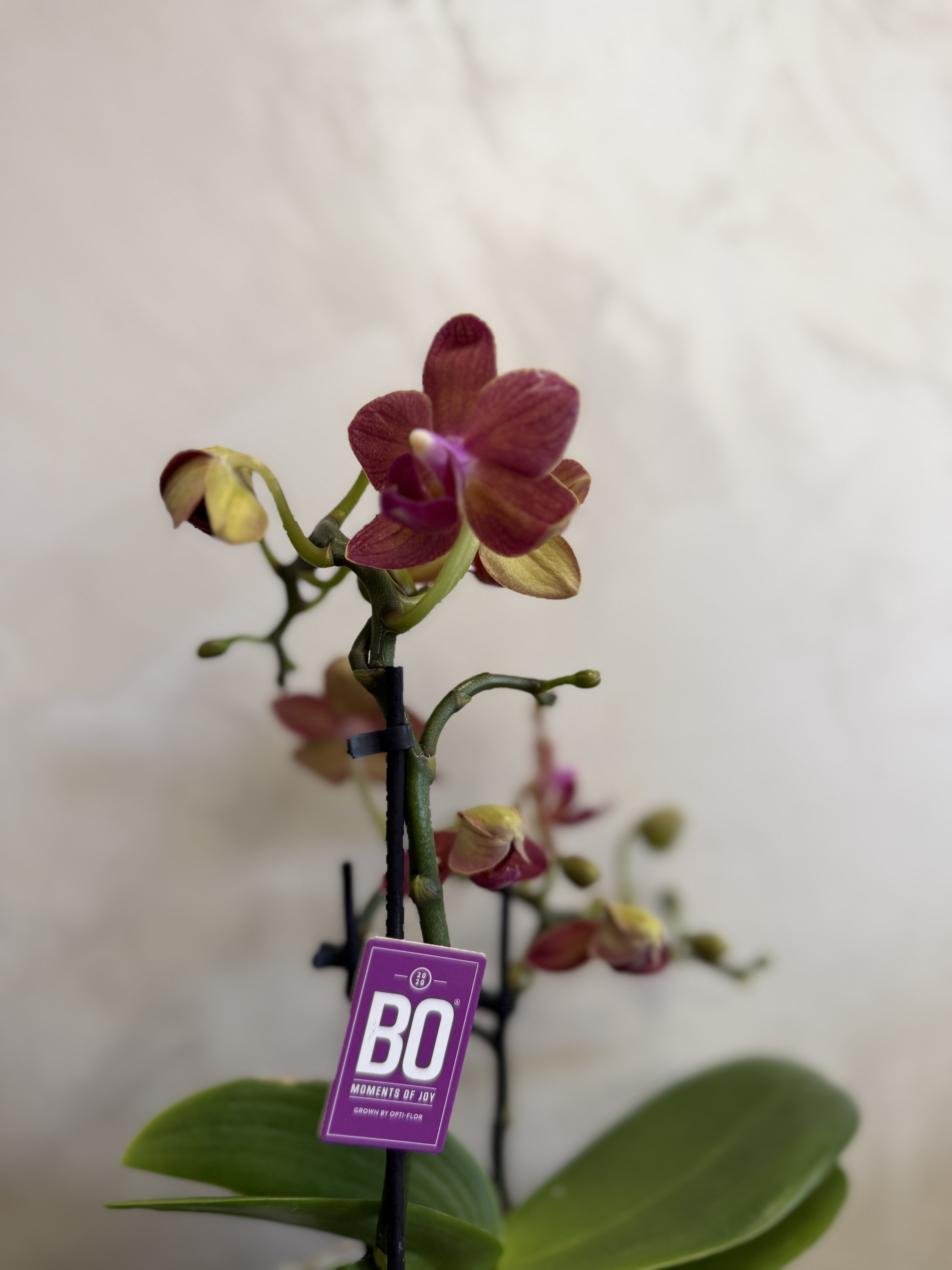 Мини орхидея BO  — снимка 2